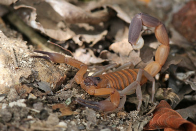 Scorpion sp.