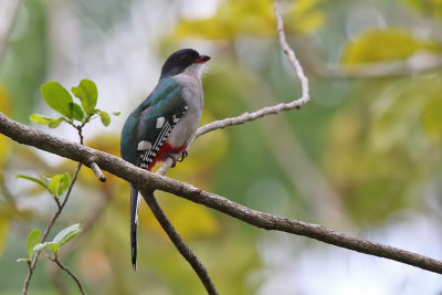 Cuban Trogon - (Priotelus temnurus)