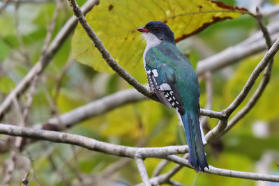 Cuban Trogon - (Priotelus temnurus)