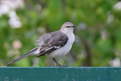 Northern Mockingbird - (Mimus polyglottos)