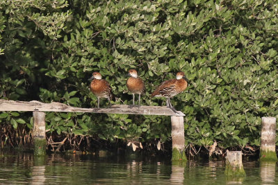 West Indian Whistling-duck - (Dendrocygna arborea)