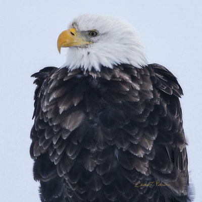 One cooperating Bald Eagle just let me shoot away. I guess it was to cold to fly away.

An image may be purchased at http://edward-peterson.pixels.com/featured/bald-eagle-closeup-edward-peterson.html?newartwork=true