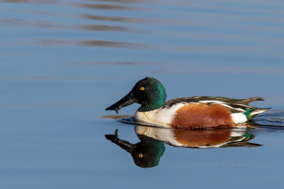 Pato-colhereiro  ---  Shoveler  ---  (Anas clypeata)