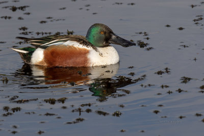 Pato-colhereiro  ---  Shoveler  ---  (Anas clypeata)