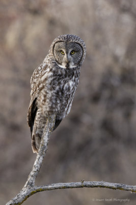 Great Gray Owl Feb_2019