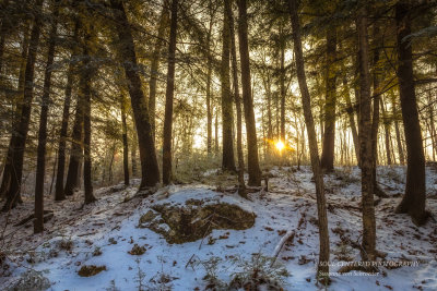 Sun in Hemlock forest