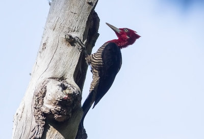 Robust Woodpecker (m)