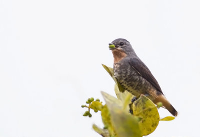 Buff-Throated Purpletuft