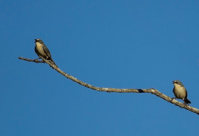 Long-tailed Reedfinch