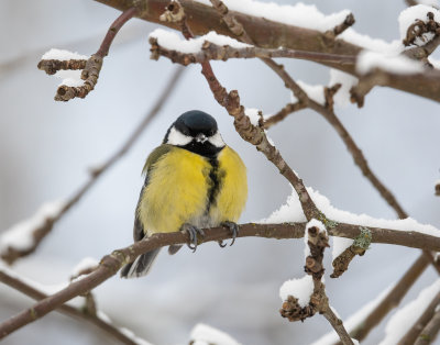 Great Tit