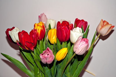 Colors Of Tulips