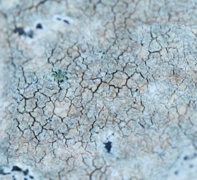 Lecanora rupicola, Grdaggig kantlav.jpg