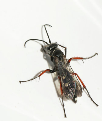 SPIDER HUNTING WASPS, VÄGSTEKLAR, Pompilidae