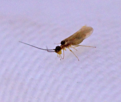 Valenzuela atricornis, Sumpstövslända .jpg