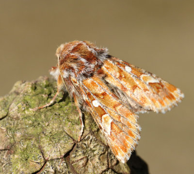 Life dependent on Scots Pine (Pinus sylvestris)