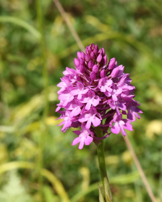 Pyramid Orchid, Salepsrot, Anacamptis pyramidalis