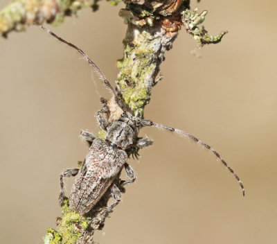 Sydlig kvistbock, (Pogonocherus caroli).jpg