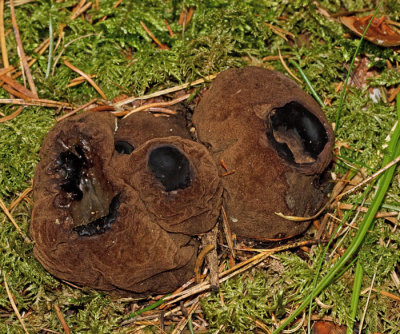 Bombmurkla (Sarcosoma globosum).jpg