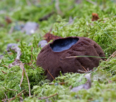 Bombmurkla (Sarcosoma globosum).jpg