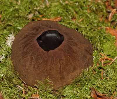 Bombmurkla (Sarcosoma globosum).jpg