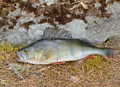 BONY FISH, Teleostei