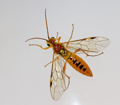 Tenthredopsis nassata.jpg