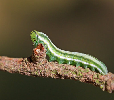 Gilpinia virens.jpg