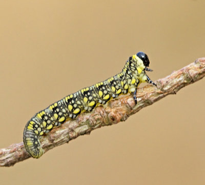 Diprion similis.jpg