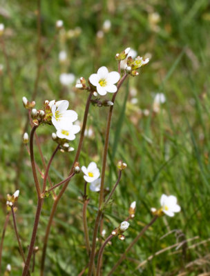 Stenbräckeväxter, Saxifragaceae