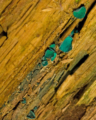 Chlorociboria aeruginascens, Grönskål.jpg