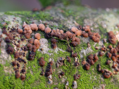 https://forum.waarneming.nl/smf/index.php?topic=445605.0