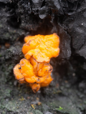 Anthracobia macrocystis / Oranjerood houtskoolbekertje