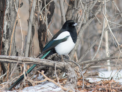 Black-billed Magpie / Amerikaanse Ekster / Pica hudsonia