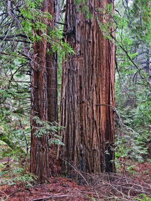 Muir Woods National Monument, January 2019