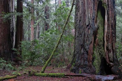 Armstrong Redwoods State Natural Reserve, January 2019