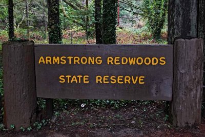 Armstrong Redwoods State Natural Reserve, January 2019