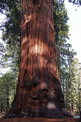 Calaveras Big Trees State Park