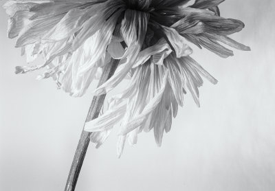 Dead flower.