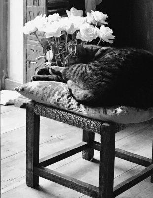 Cat & Roses