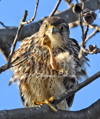 Merlins