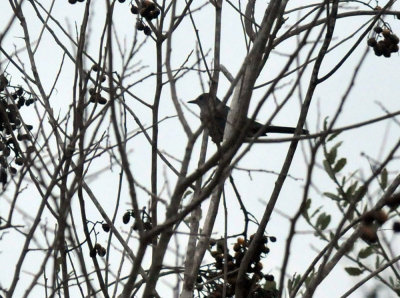 23west_115catbird.jpg