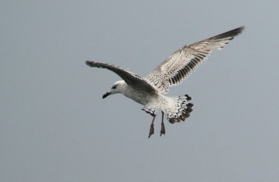 Video - Mongolian Gull, Utlängan 2018-05-02