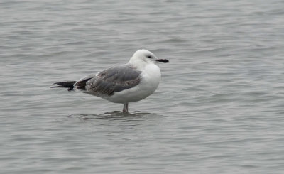 Caspian Gull / Kaspisk trut (Larus cachinnans)