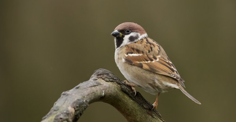 Ringmus (Eurasian Tree Sparrow)