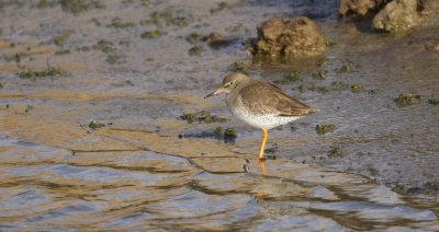 Tureluur (Common Redshank)