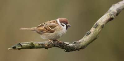 Ringmus (Eurasian Tree Sparrow)