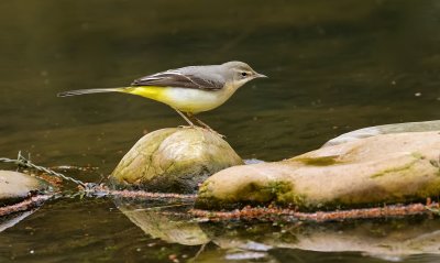 Grote Gele Kwikstaart (Grey Wagtail)