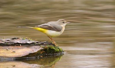 Grote Gele Kwikstaart (Grey Wagtail)