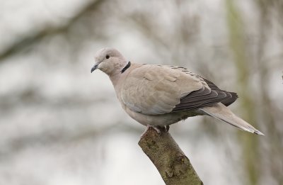 Turkse Tortel (Collared Dove)