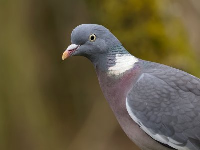 Houtduif (Common Wood Pigeon)